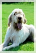 wye niemiecki, spinone italiano