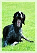 wye niemiecki, spinone italiano