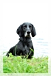 wye niemiecki, spinone italiano