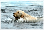 wye niemiecki, spinone italiano