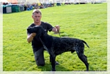 wye niemiecki, spinone italiano