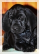 wye niemiecki, spinone italiano