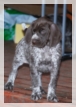 wye niemiecki, spinone italiano