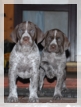 wye niemiecki, spinone italiano