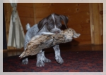 wye niemiecki, spinone italiano