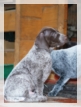 wye niemiecki, spinone italiano
