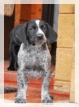 wye niemiecki, spinone italiano