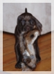 wye niemiecki, spinone italiano