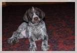 wye niemiecki, spinone italiano
