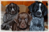 wye niemiecki, spinone italiano