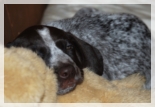 wye niemiecki, spinone italiano