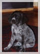 wye niemiecki, spinone italiano