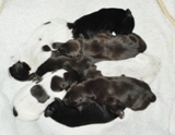 wye niemiecki, spinone italiano