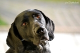 wye niemiecki, spinone italiano
