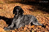 wye niemiecki, spinone italiano