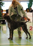 wye niemiecki, spinone italiano