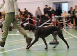 wye niemiecki, spinone italiano