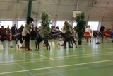 wye niemiecki, spinone italiano