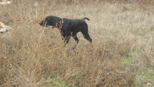 wye niemiecki, spinone italiano