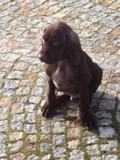 wye niemiecki, spinone italiano
