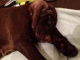 wye niemiecki, spinone italiano