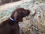 wye niemiecki, spinone italiano