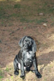 wye niemiecki, spinone italiano