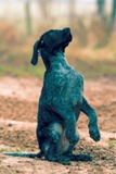 wye niemiecki, spinone italiano
