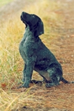 wye niemiecki, spinone italiano