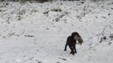 wye niemiecki, spinone italiano