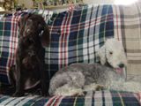 wye niemiecki, spinone italiano