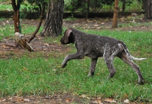 wye niemiecki, spinone italiano