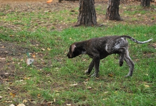 wye niemiecki, spinone italiano