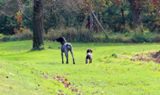 wye niemiecki, spinone italiano