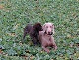 wye niemiecki, spinone italiano