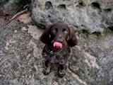 wye niemiecki, spinone italiano