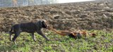 wye niemiecki, spinone italiano