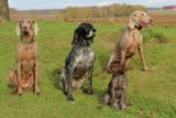 wye niemiecki, spinone italiano