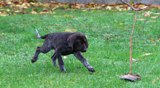 wye niemiecki, spinone italiano