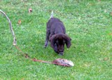 wye niemiecki, spinone italiano
