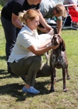 wye niemiecki, spinone italiano