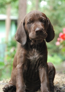 wye niemiecki, spinone italiano