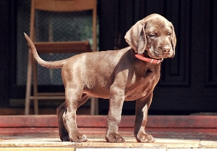 wye niemiecki, spinone italiano