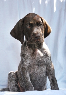 wye niemiecki, spinone italiano