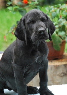 wye niemiecki, spinone italiano