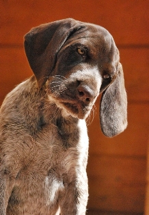 wye niemiecki, spinone italiano