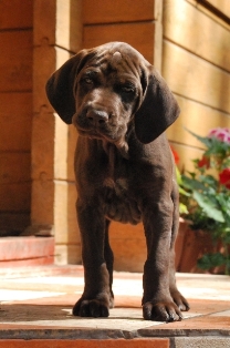 wye niemiecki, spinone italiano