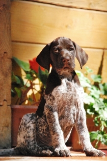 wye niemiecki, spinone italiano