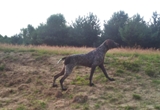 wye niemiecki, spinone italiano