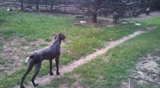 wye niemiecki, spinone italiano